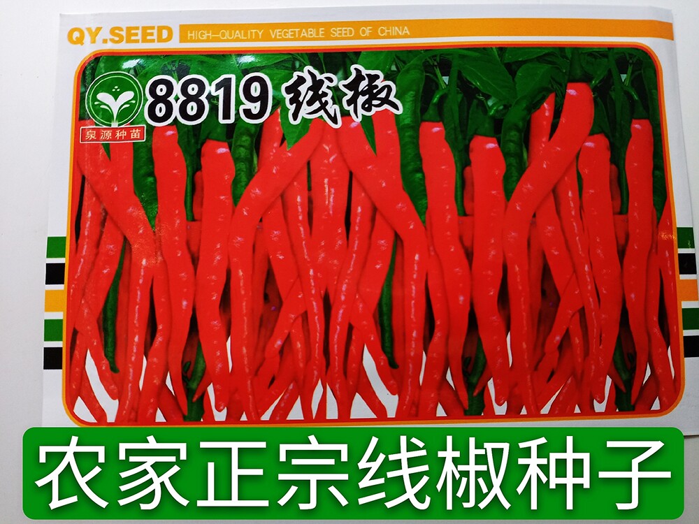 8819线椒种子辣妹子青红两用辣味适中农家菜园阳台栽培小米椒10克