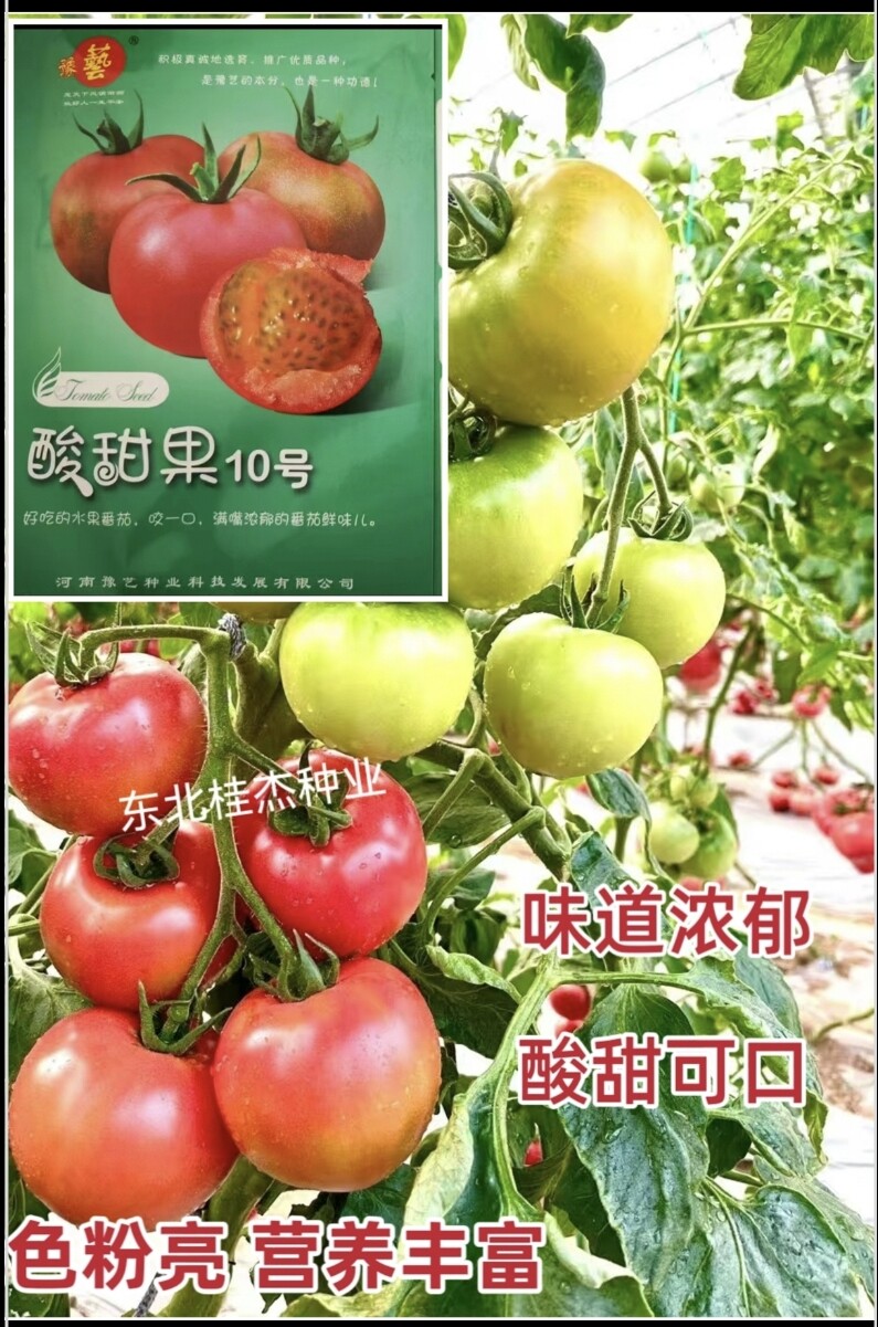 豫艺酸甜果10草莓番茄种籽酸甜