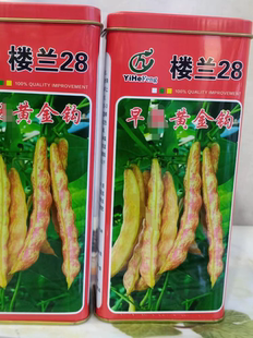 东北黄金钩油豆角种子新种子红金沟农家棚室露地春季秋季蔬菜