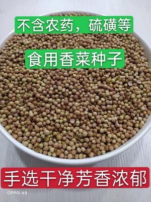 首选干净散装食用香菜籽调料药用