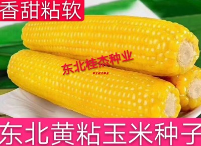 皮薄无渣甜粘香黄粘玉米种子