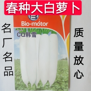 春种秋种大白萝卜籽种子包邮早春秋茬保护地露地雪春杂交大白萝卜