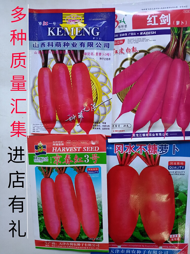长水萝卜种子籽春红一号春秋四季菜园阳台微甜不易康冈水萝卜种子
