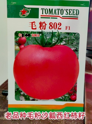 改良毛粉802西红柿番茄种子沙瓤