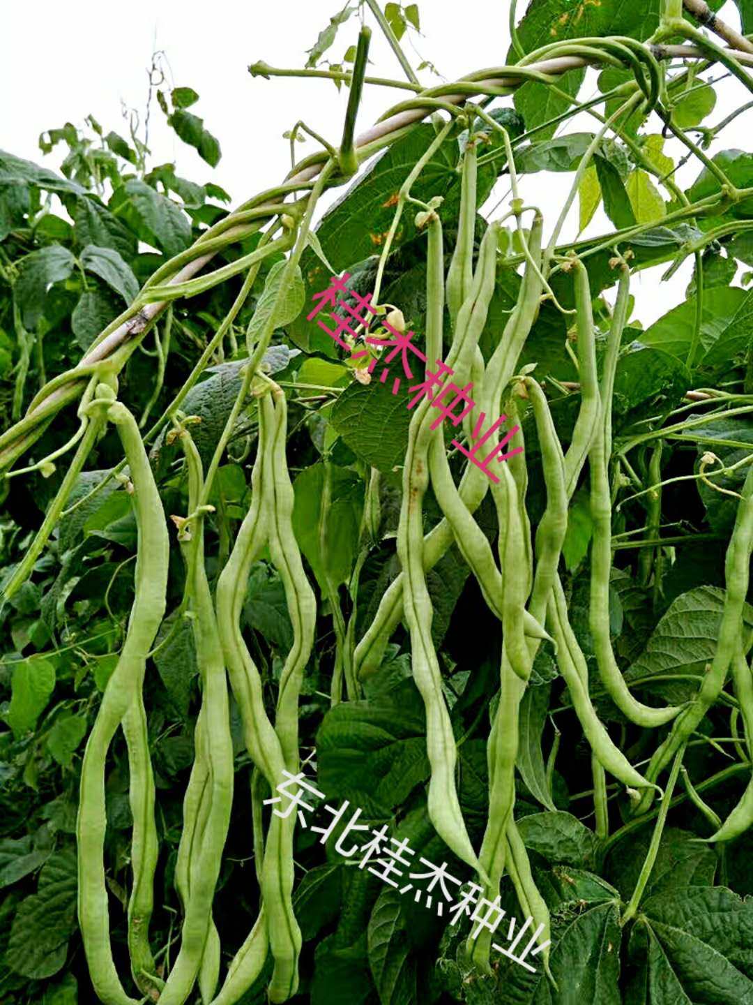 泰国无筋架豆王东北油豆角种子棚菜园无柴春季秋季散装非转基因