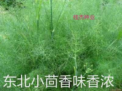 蔬菜种子割茬茴香 小茴香种子籽药用食疗 菜用味浓郁50-100克