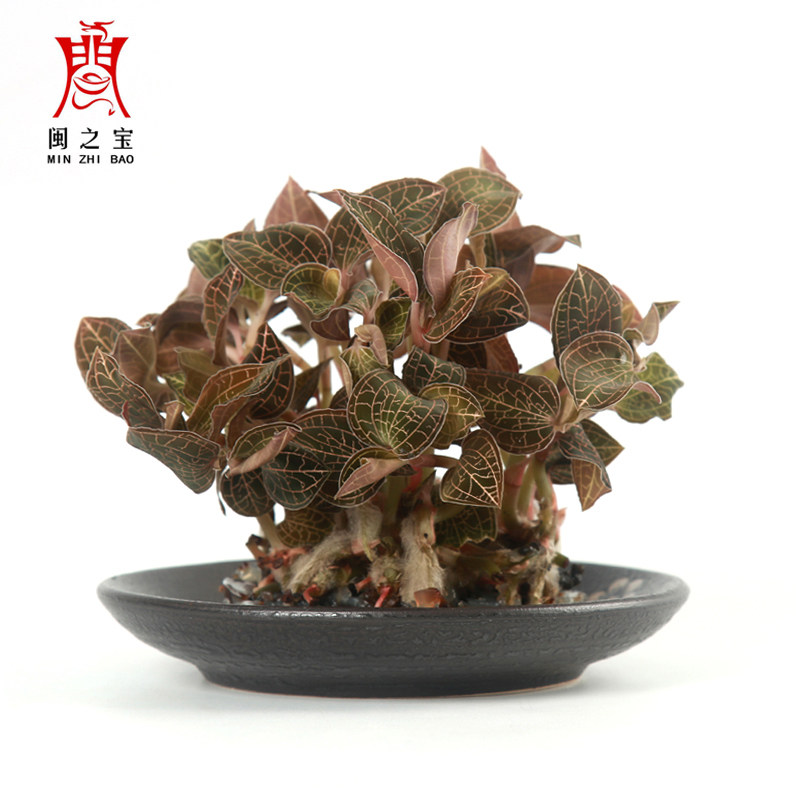 【闽之宝】金线莲种苗 金线莲苗