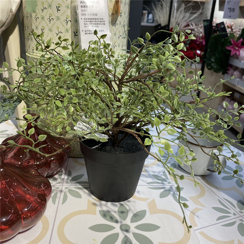 ikea宜家盆栽植物室内竹节蓼12cm