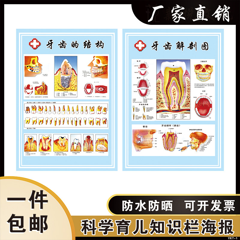 口腔医院诊所牙科门诊海报挂图牙齿结构解剖装饰墙贴知识宣传挂画