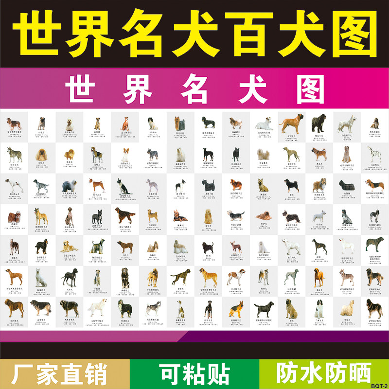 宠物店装饰贴墙画世界狗狗认知图宠物狗名犬大全海报装饰墙贴