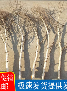 树枝干枝干枝枯树白树枝路引橱窗
