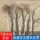 白桦树干枝枯树白树枝仿真树枝玄关路引造景造型树头干支花艺橱窗