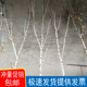 白桦树装 饰白桦树干白桦木树段圆木棍白树枝树杈树桩橱窗美陈软装