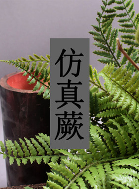 仿真蕨波斯叶手感大厥叶蕨草蕨类橱窗造景绿色植塑料装饰墙面花艺