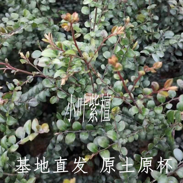 小叶紫檀树苗檀香紫檀金丝楠沉香树桩绿植四季常青造型盆栽庭院树