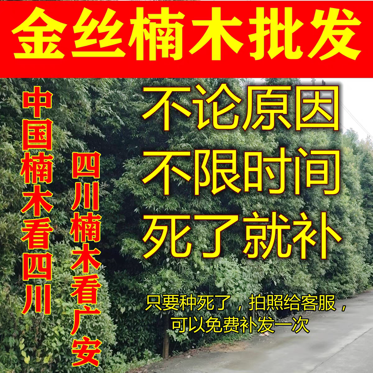 四川正宗小叶金丝楠木桢楠大树四季常青绿植别墅园艺景观名贵树苗