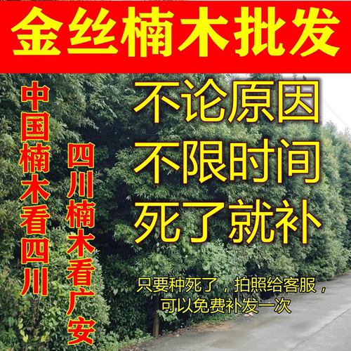 四川金丝楠木小叶桢楠带叶带土