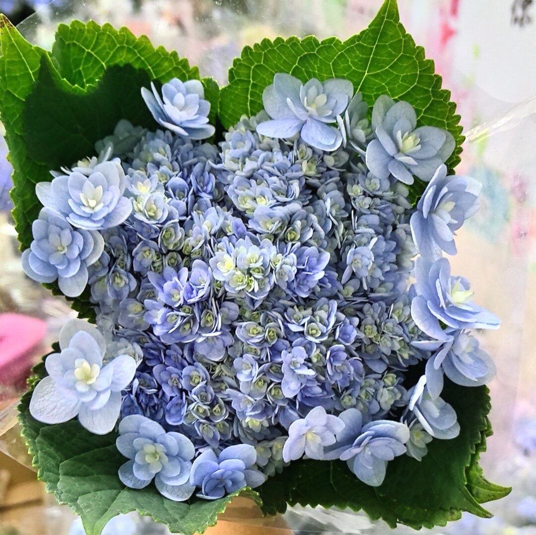 佳澄鲜切花绣球,云南基地直发,一支顺丰冷链包邮