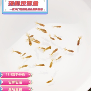 兰寿金鱼泰狮金鱼观赏鱼苗冷水鱼好养活练手淘汰苗小型鱼苗包邮