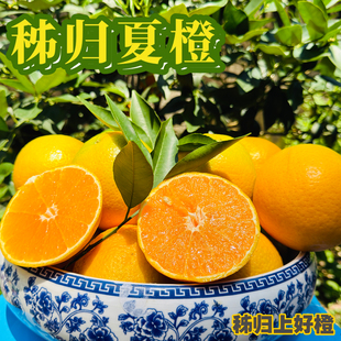 {夏橙}秭归夏橙秭归脐橙10斤整箱应季橙子新鲜水果宜昌三峡特产