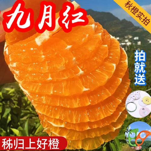爆汁秭归九月红果冻橙新鲜采摘