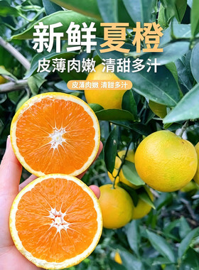 {夏橙}秭归夏橙秭归脐橙10斤整箱应季橙子新鲜水果宜昌三峡特产