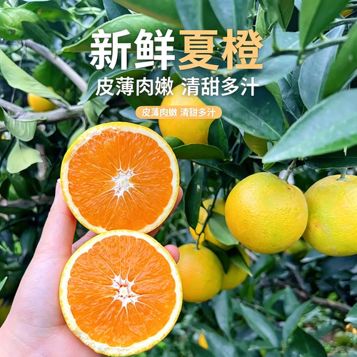 {夏橙}伦晚夏橙秭归脐橙10斤整箱应季橙子新鲜水果宜昌三峡特产