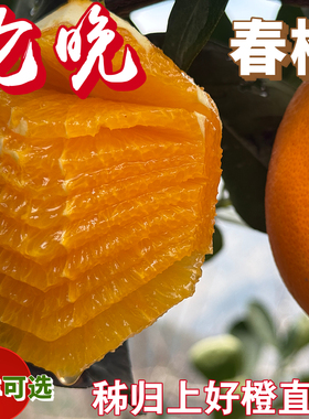 秭归伦晚脐橙新鲜橙孕妇手剥水果应季柑橘桔子非九月红果冻橙包邮