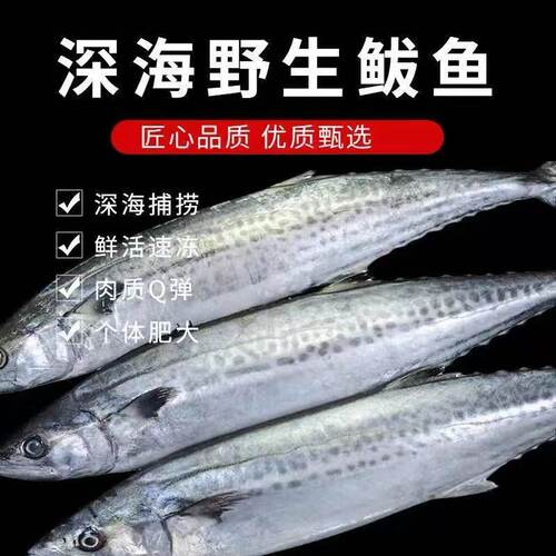 新鲜鲅鱼顺丰包邮新鲜速冻的马鲛鱼特大鲅鱼马鲛鱼