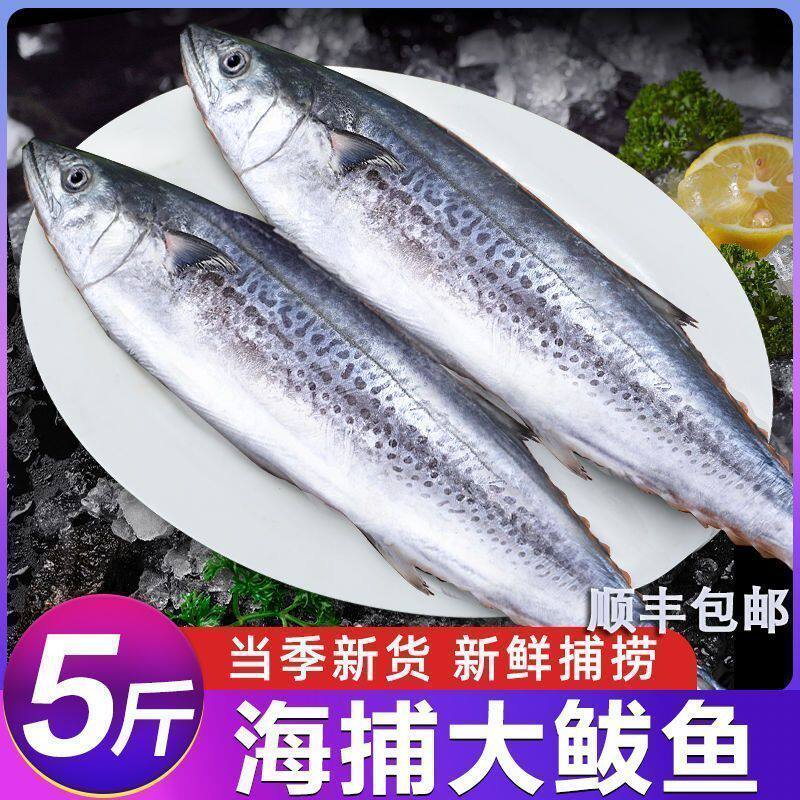 新鲜鲅鱼顺丰包邮新鲜速冻的马鲛鱼特大鲅鱼马鲛鱼