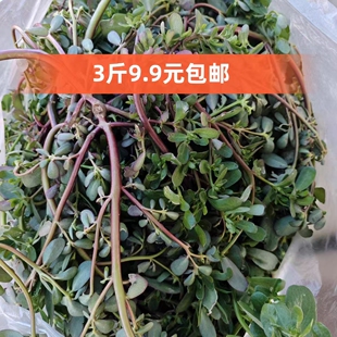 马齿苋菜新鲜现摘马齿菜马蜂菜野地马齿笕食用野菜现挖
