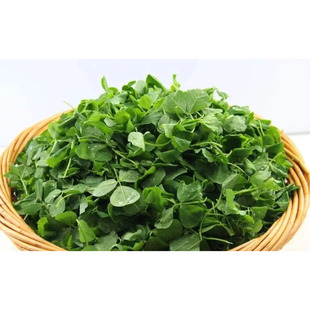 草头酒香草头 三叶菜 金花菜 苜蓿菜 秧草 当日采摘上海发货