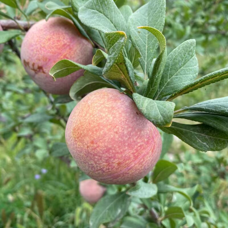 新疆玫瑰恐龙蛋当季新鲜水果