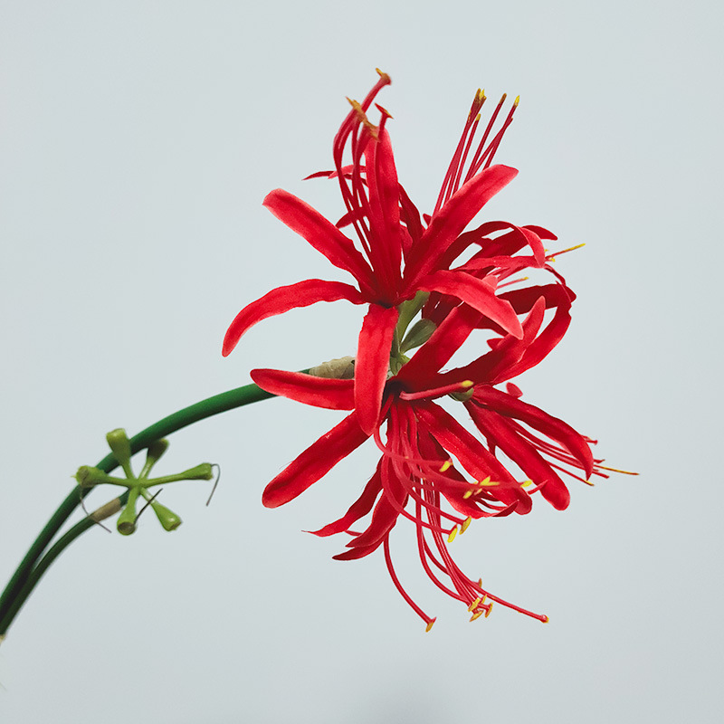 仿真彼岸花 石蒜花 漢服拍照曼陀羅假花 曼珠沙華絹花裝飾花藝