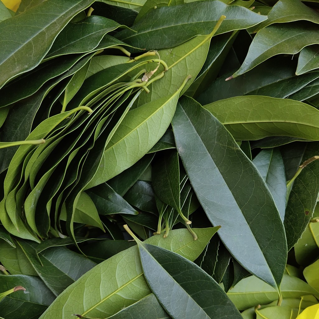 绿色桂花树叶手工书签实验课课题材料学校新鲜树叶