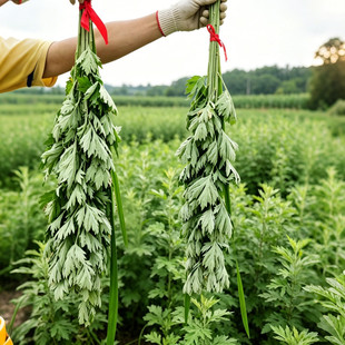 新鲜艾草diy材料包端午花束挂件辅材装饰女贞果菖蒲香包囊包装纸