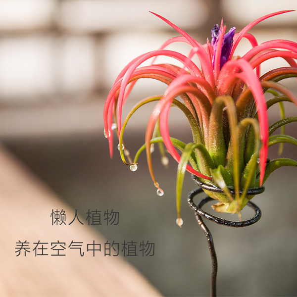 无土植物 雾里看花 空气凤梨盆栽*2个 双重优惠后￥22.6包邮 多款可选