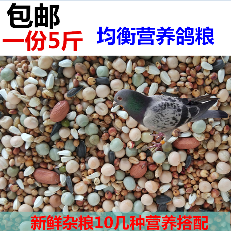 无玉米饲料观赏鸽子粮