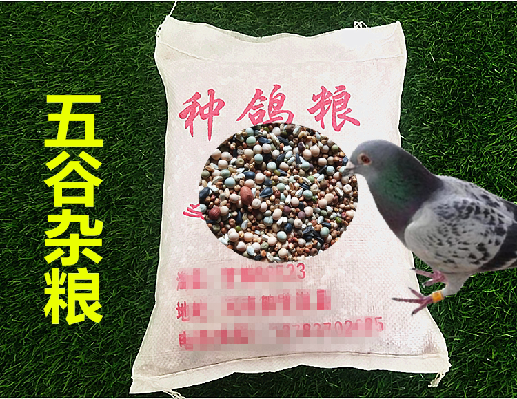 鸽子粮鸽粮无玉米幼鸽饲料鸟食信鸽观赏鸽肉鸽粮保健砂幼鸽料粮食