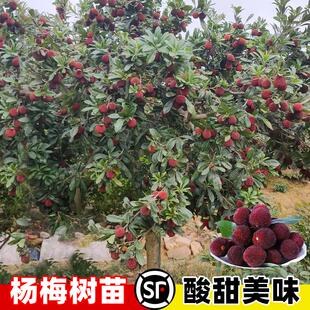 正宗东魁杨梅树苗盆栽仙居杨梅特大苗嫁接苗水果树苗小苗当年结果