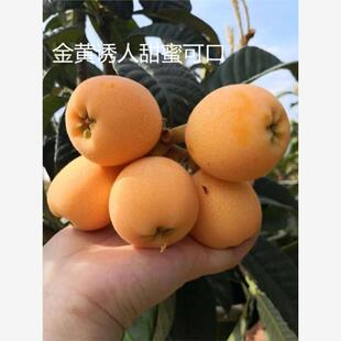 浙江宁海白枇杷树苗 盆栽白玉白沙枇杷树 大五星枇杷嫁接苗