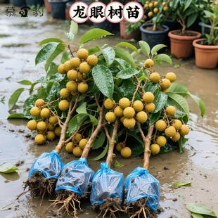 精品石硖龙眼树苗带土带叶储良龙眼树苗盆栽地栽嫁接四季龙眼树苗