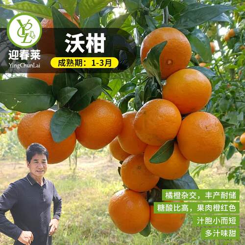 广西沃柑树苗正宗无籽无