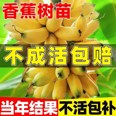 香蕉树苗矮化南北方四季种植庭院盆栽地栽正宗芭蕉粉蕉耐寒果树苗