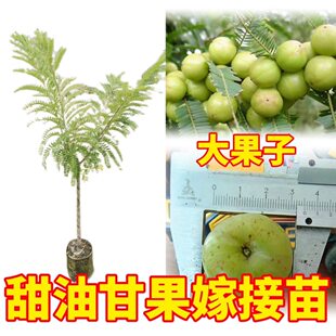 油柑树苗嫁接 庭院盆栽 余柑果树苗 耐寒牛柑子苗树南方地栽种植