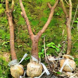 广州从化桂味荔枝树苗高压圈枝大树果苗冰荔仙进奉糯米滋无核带土