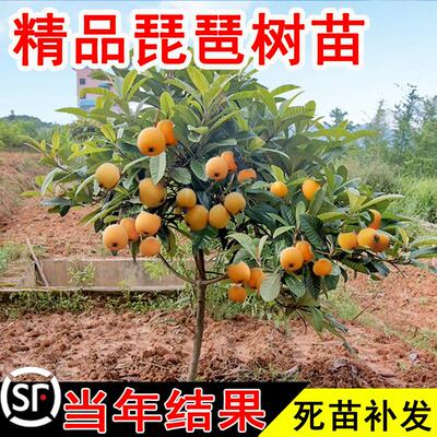 枇杷果树苗盆栽无核琵琶