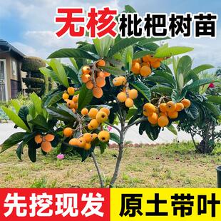 无核枇杷苗树特大琵琶树苗盆栽南北方庭院阳台水果树果苗苗木种植