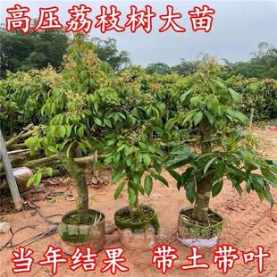 高压荔枝大苗无核冰荔高压圈枝嫁接苗先进奉桂味圈枝树苗当年结果