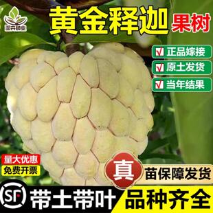 黄金释迦果嫁接树苗台湾凤梨黄龙玫瑰红佛头番荔枝盆地栽当年结果